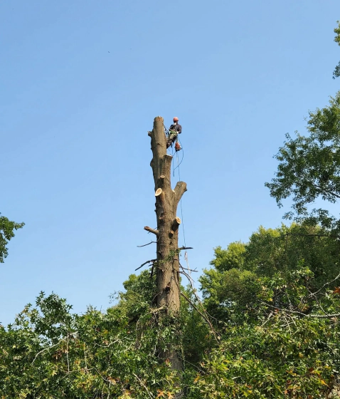 tree services (1)