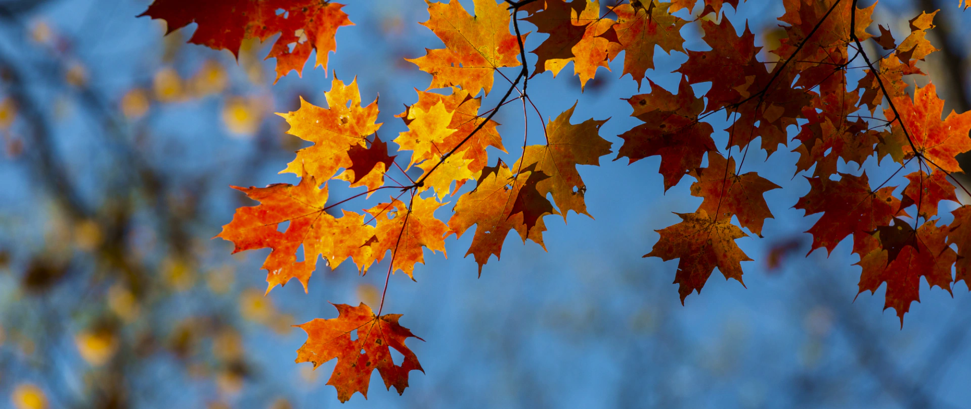 tree services (1)