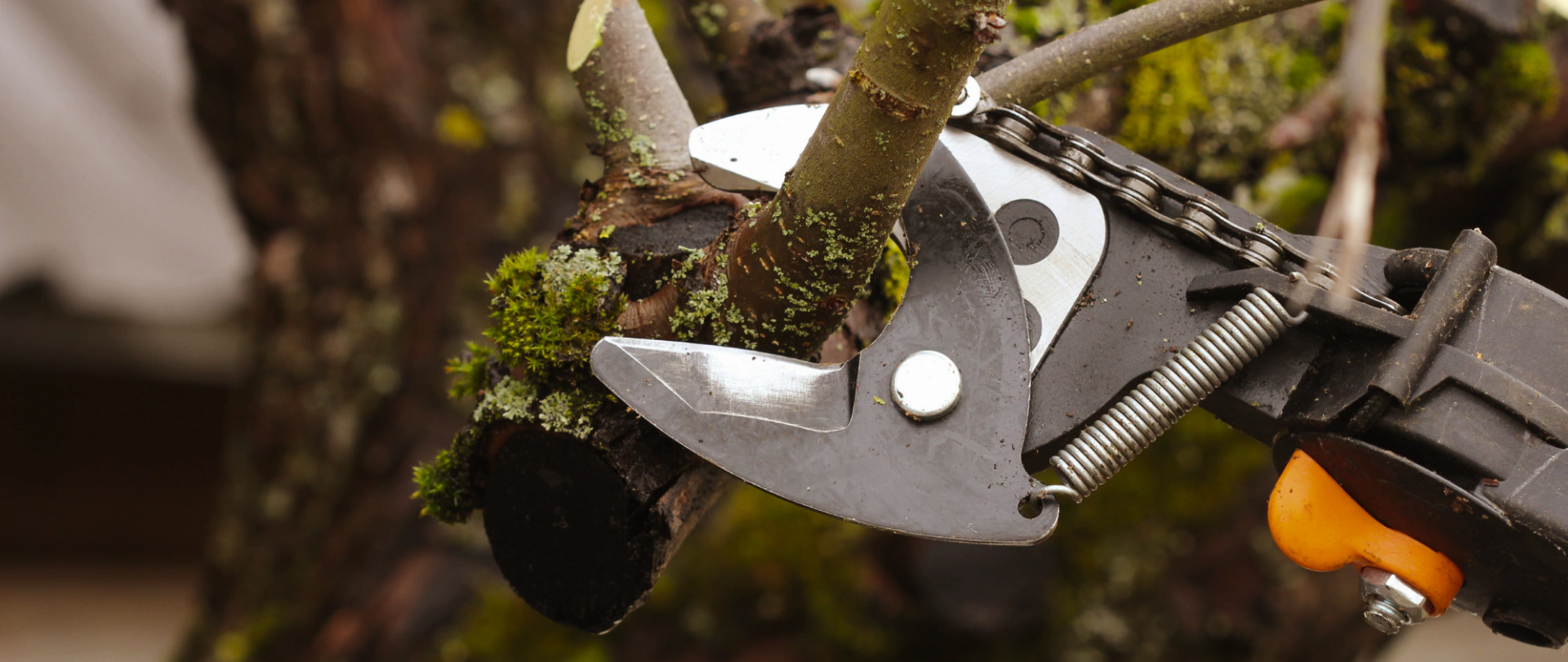 tree services